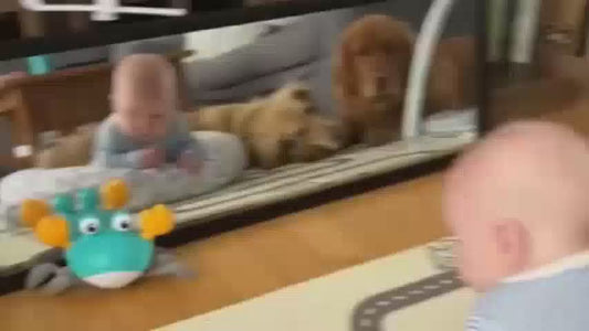 Cangrejo interactivo